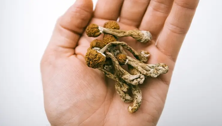 Hand holding mushrooms