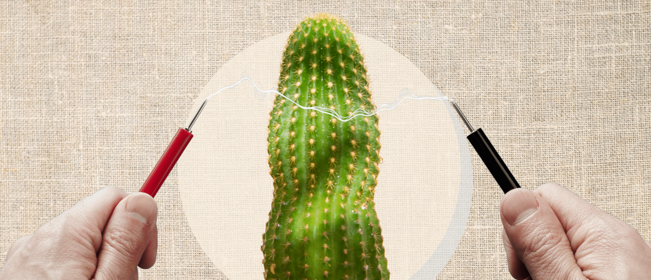 two hands send electrical signals across a slim cactus